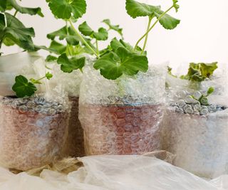 Plants in pots that are wrapped with plastic bubble wrap