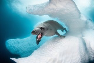 Seal picture by Greg Lecoeur