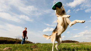 Dog catching a Frisbee from owner