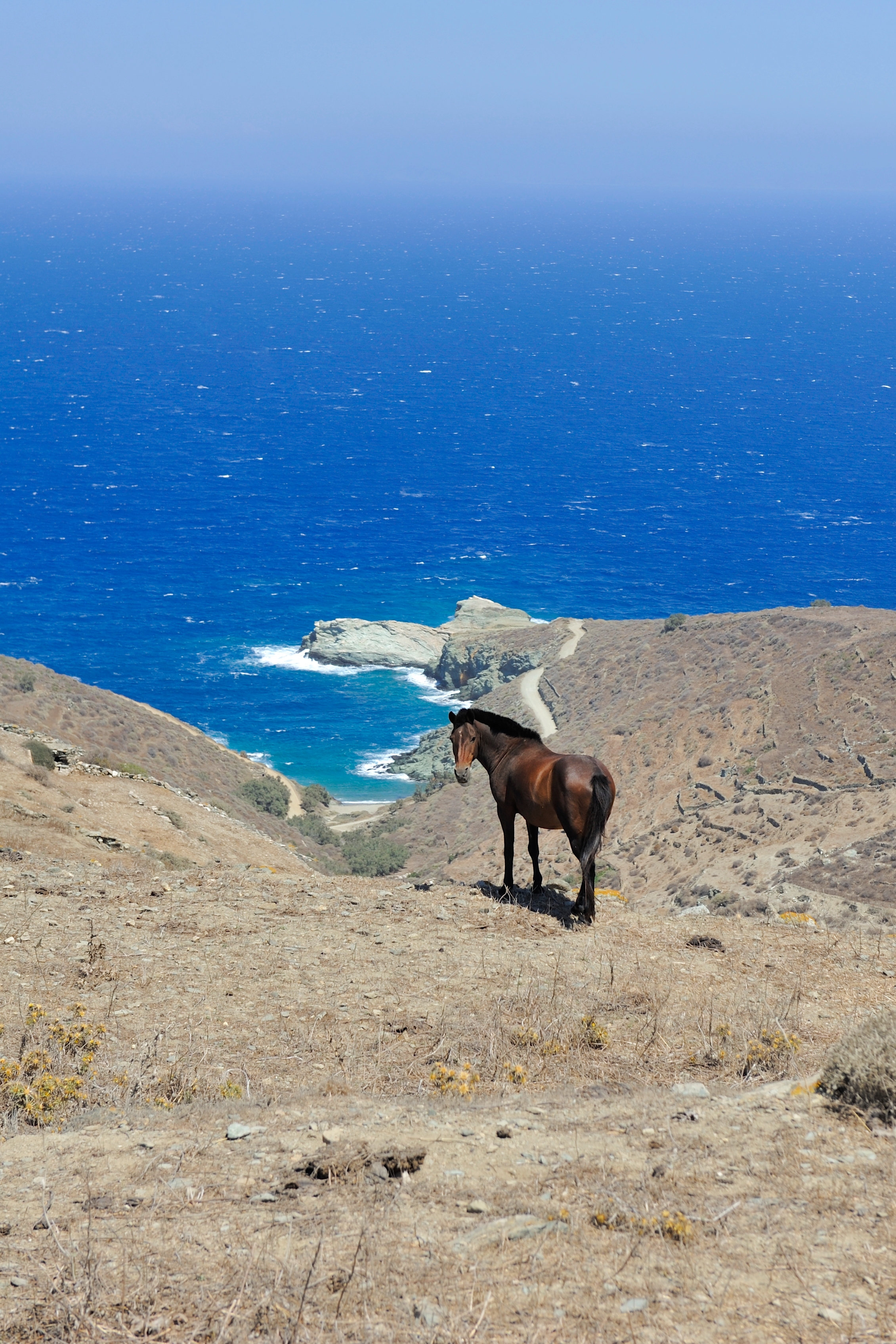 A lone chestnut horse standing on a barren cliff with a very blue sea in the background