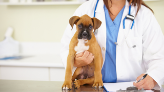 Boxer dog being examined by a vet