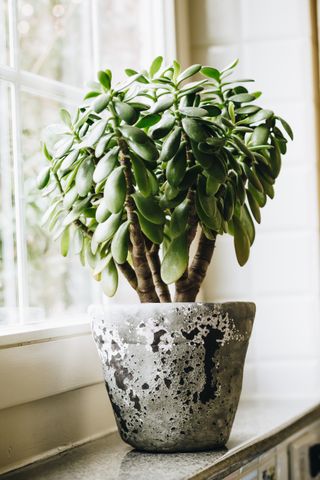 A jade plant on a window sill