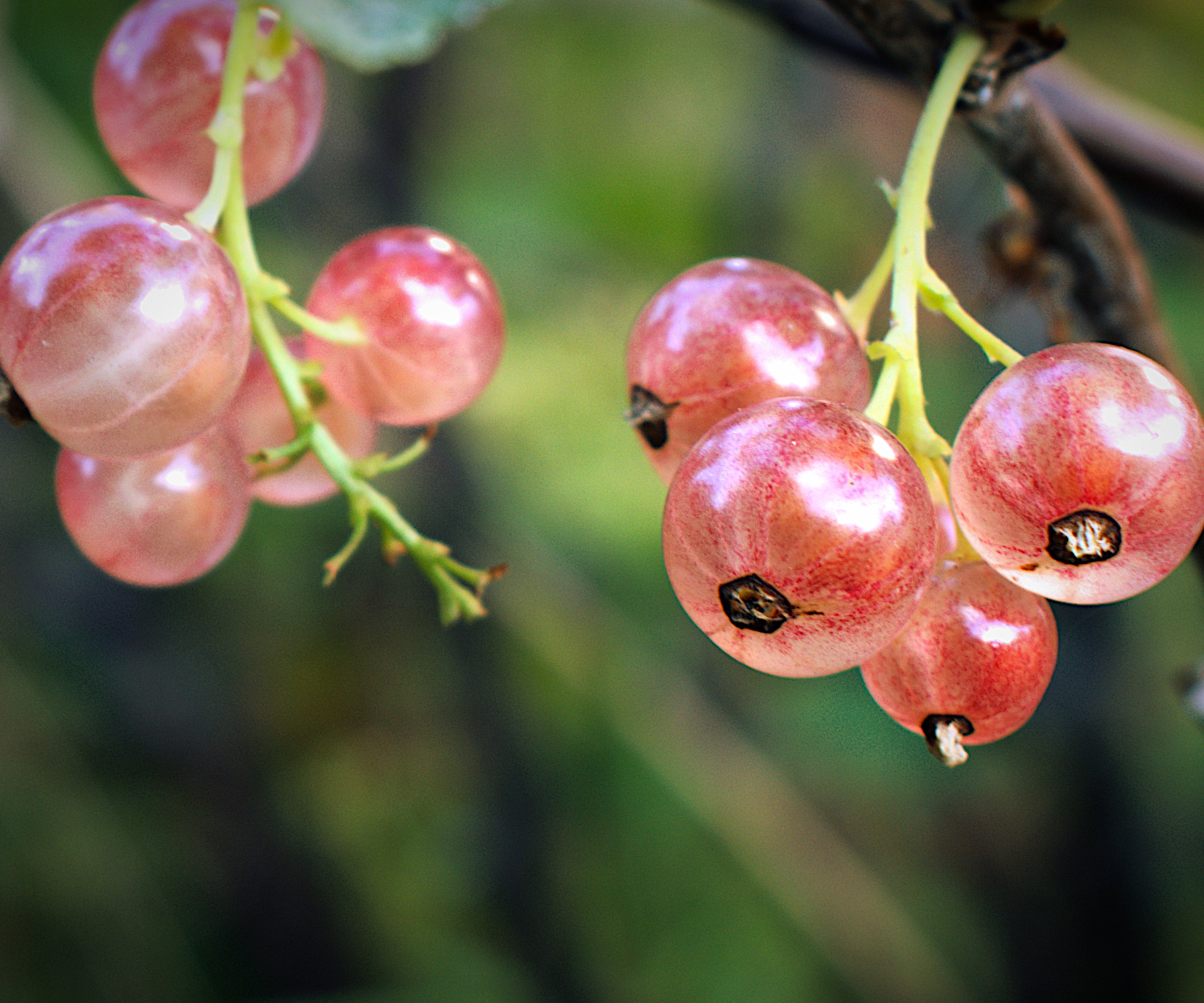 Pinkcurrant fruits ripening on the bush
