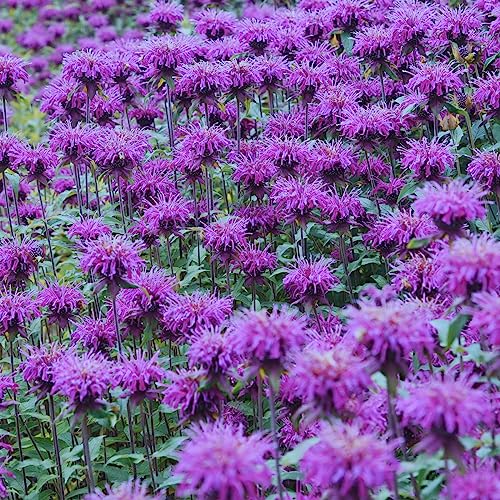 Clovers Garden Bee Balm Balmy Purple (monarda) Plants &amp;ndash; Two (2) Live Plants &amp;ndash; Non-Gmo - Not Seeds - Each 4" to 8" Tall &amp;ndash; in 4" Inch Pots &amp;ndash; Hardy Flowering Perennial, Pollinator Favorite