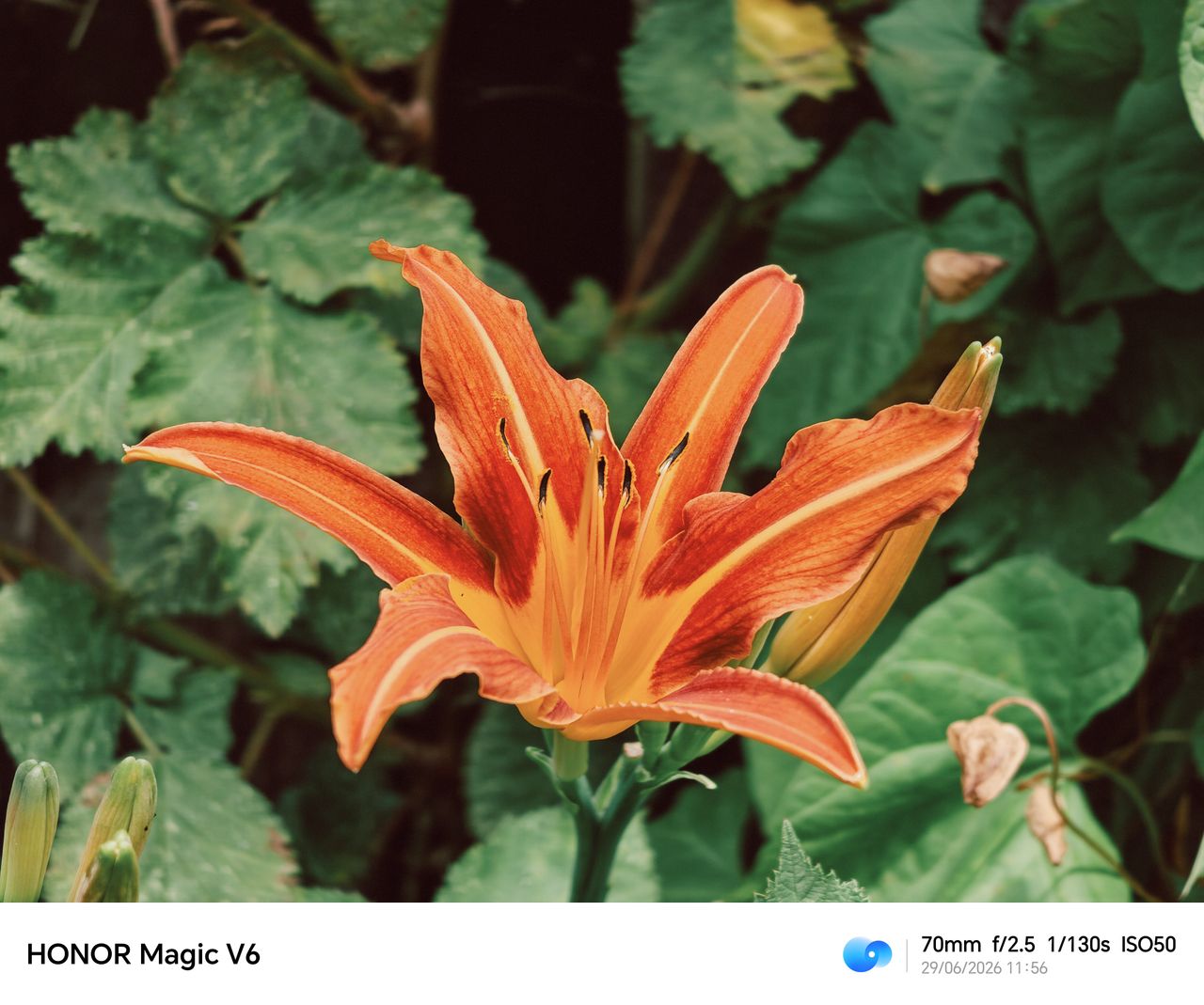 Oppo Magic V6 sample images
