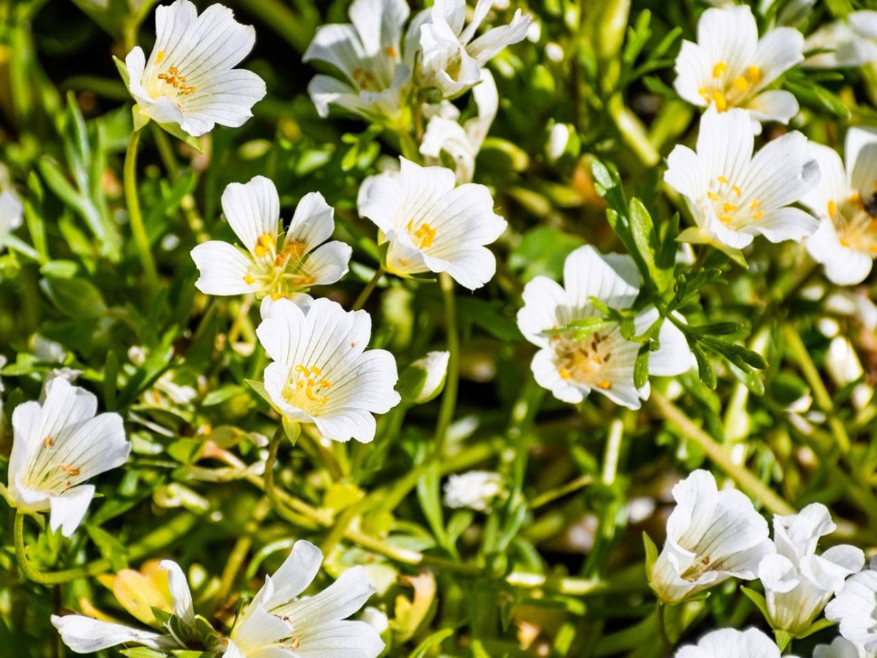 White Flowered Meadowfoam Plants