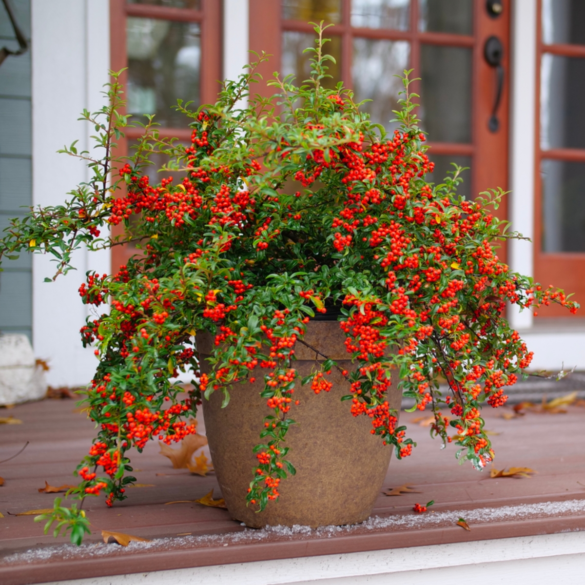 Berry Box&amp;trade; Pyracomeles
