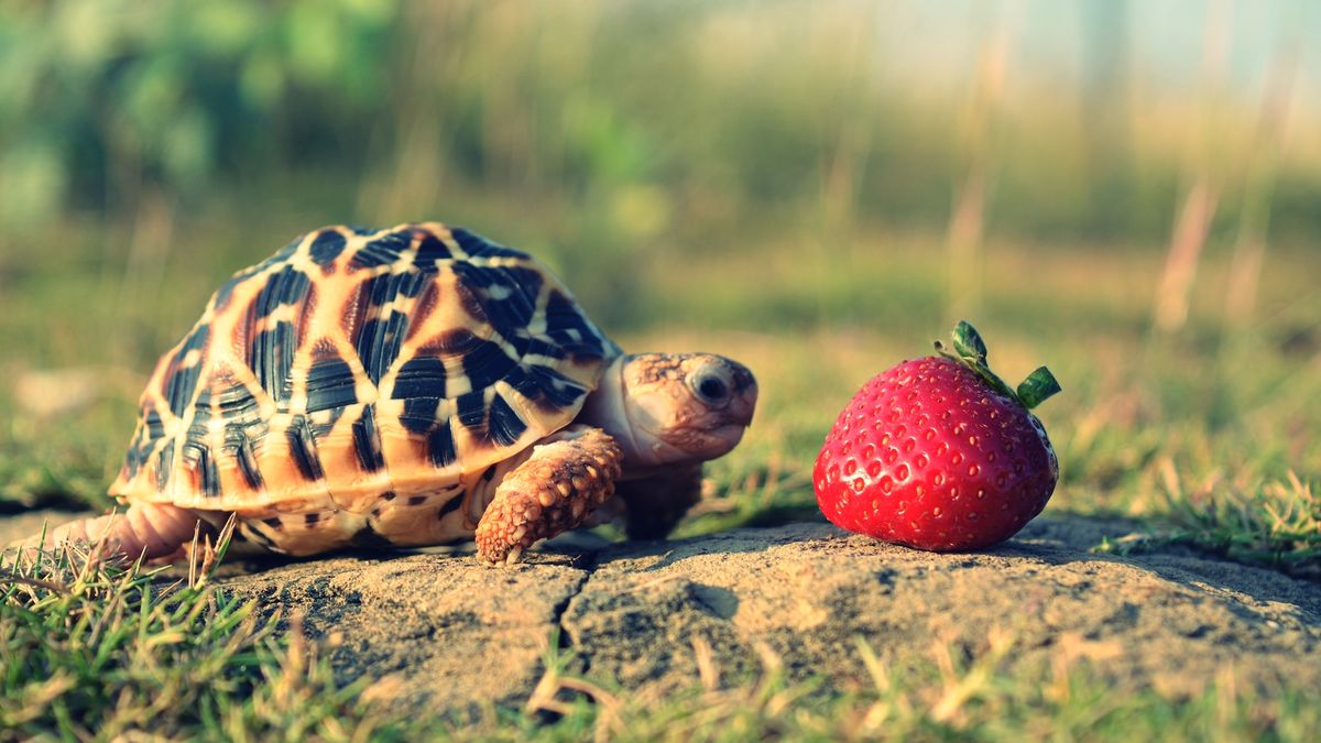 Small turtle and strawberry