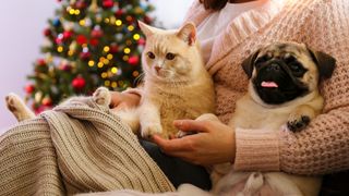 Beautiful red british shorthair cat and adorable pug sitting on their owners lap with Christmas tree in the background