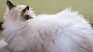 Ragdoll cat white fur