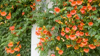 trumpet vine