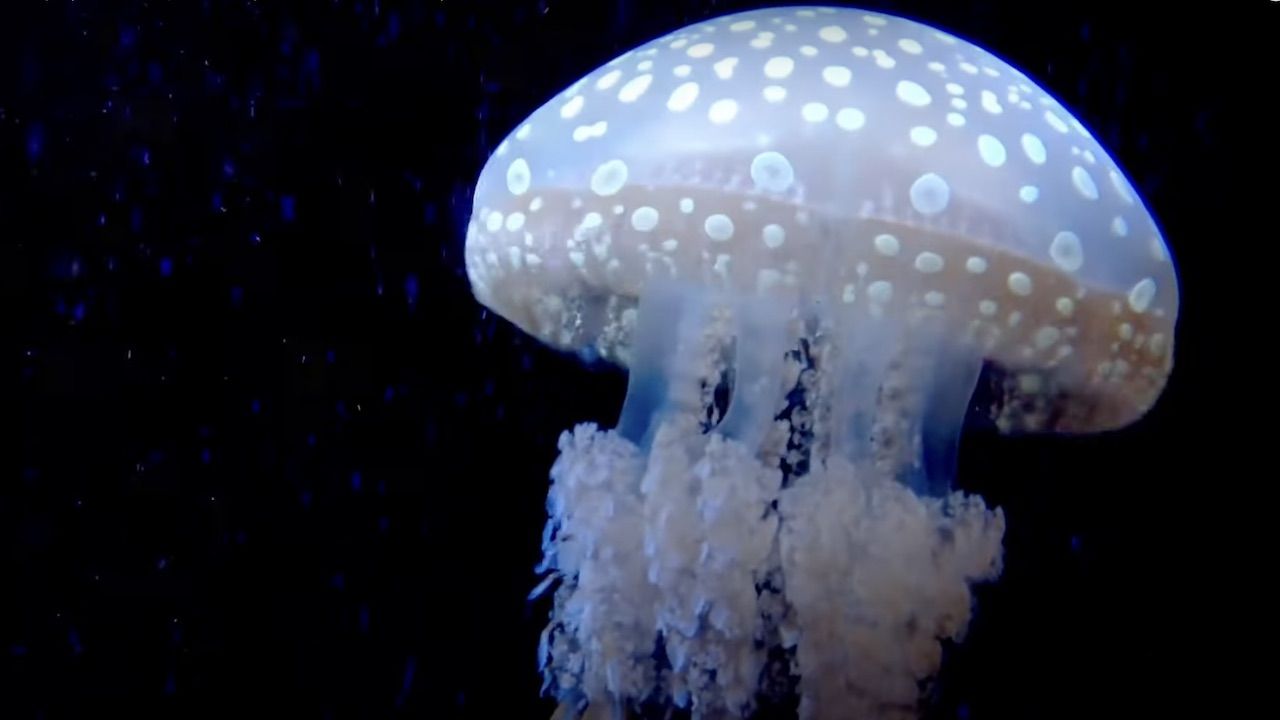 Maynard James Keenan’s 8yearold daughter Lei Li releases her video