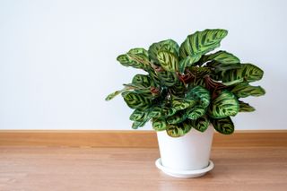 plants are in white pots in the white wall decorated room