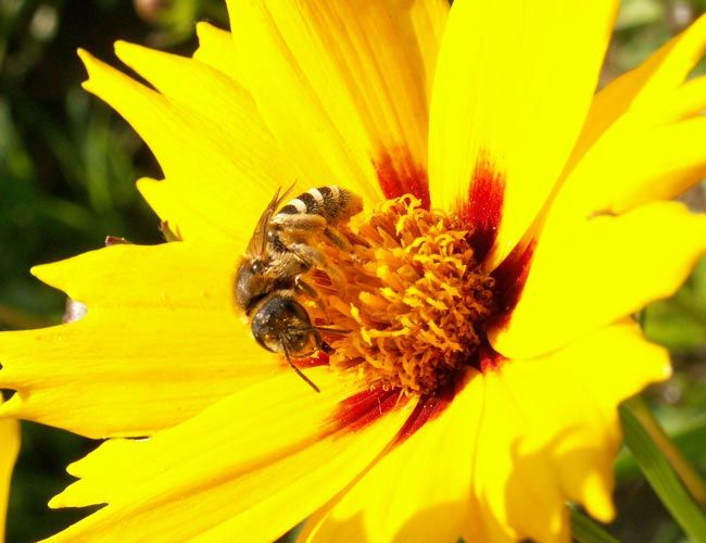 Bees Get a Buzz from Flowers' Electrical Fields Live Science