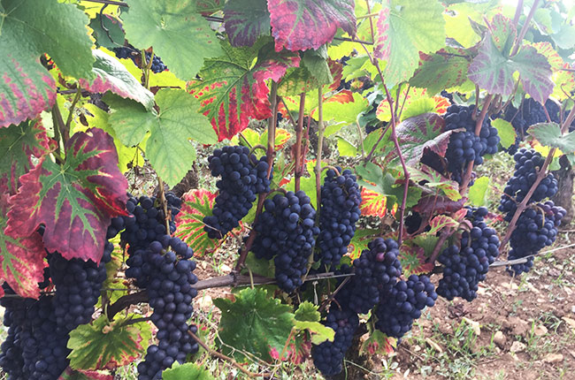 burgundy 2017, pinot noir