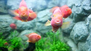 Four orange and pink fish swimming