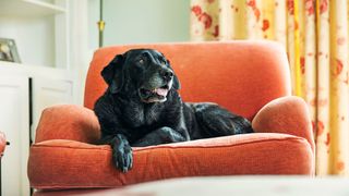 Easy ways to teach your dog new tricks — black dog sitting on orange armchair