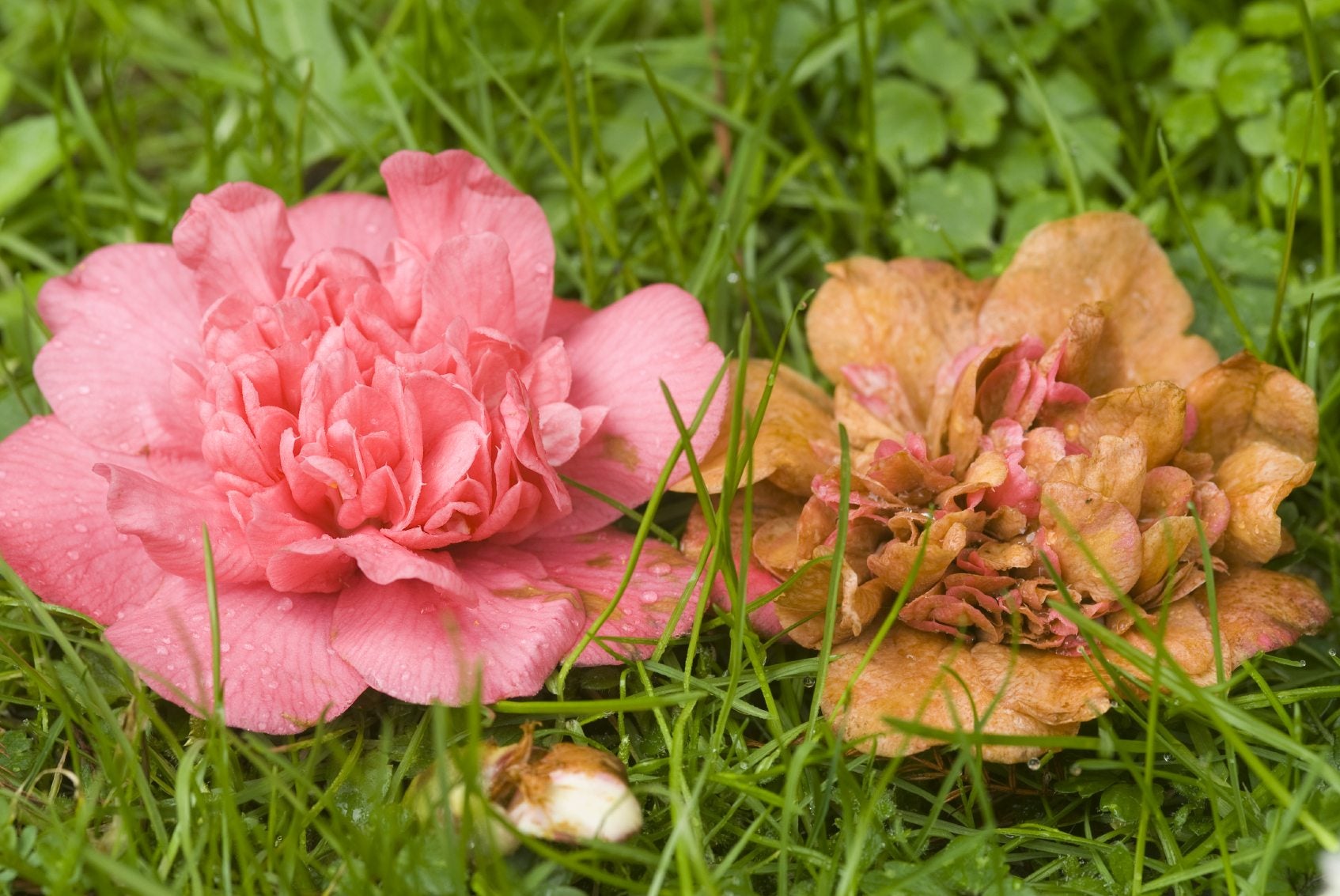 Camellia Flower Problems - What To Do For Bud Drop On Camellias