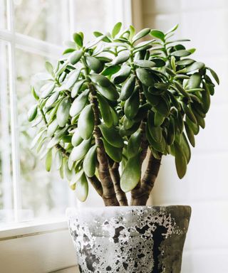Large jade plant in gray industrial-look container on a bright windowsill