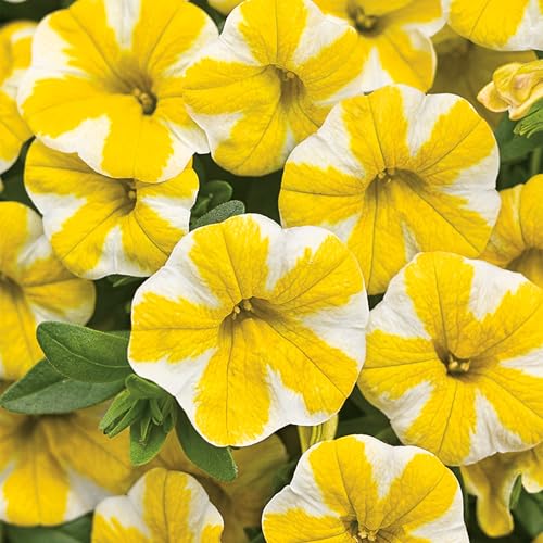 Proven Winners&amp;reg; Calibrachoa Plant - Superbells Lemon Slice - 4 Pack - Annual Flower for Spring &amp;amp; Summer Blooms - 6" Tall X 6" Wide, 1.56 Pt Pot