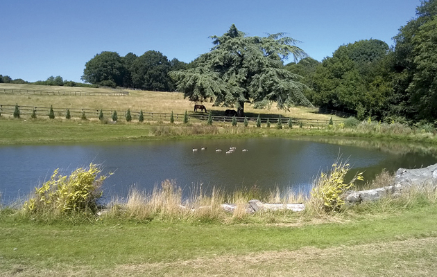 Angley-Stud-summer-lake1.jpg