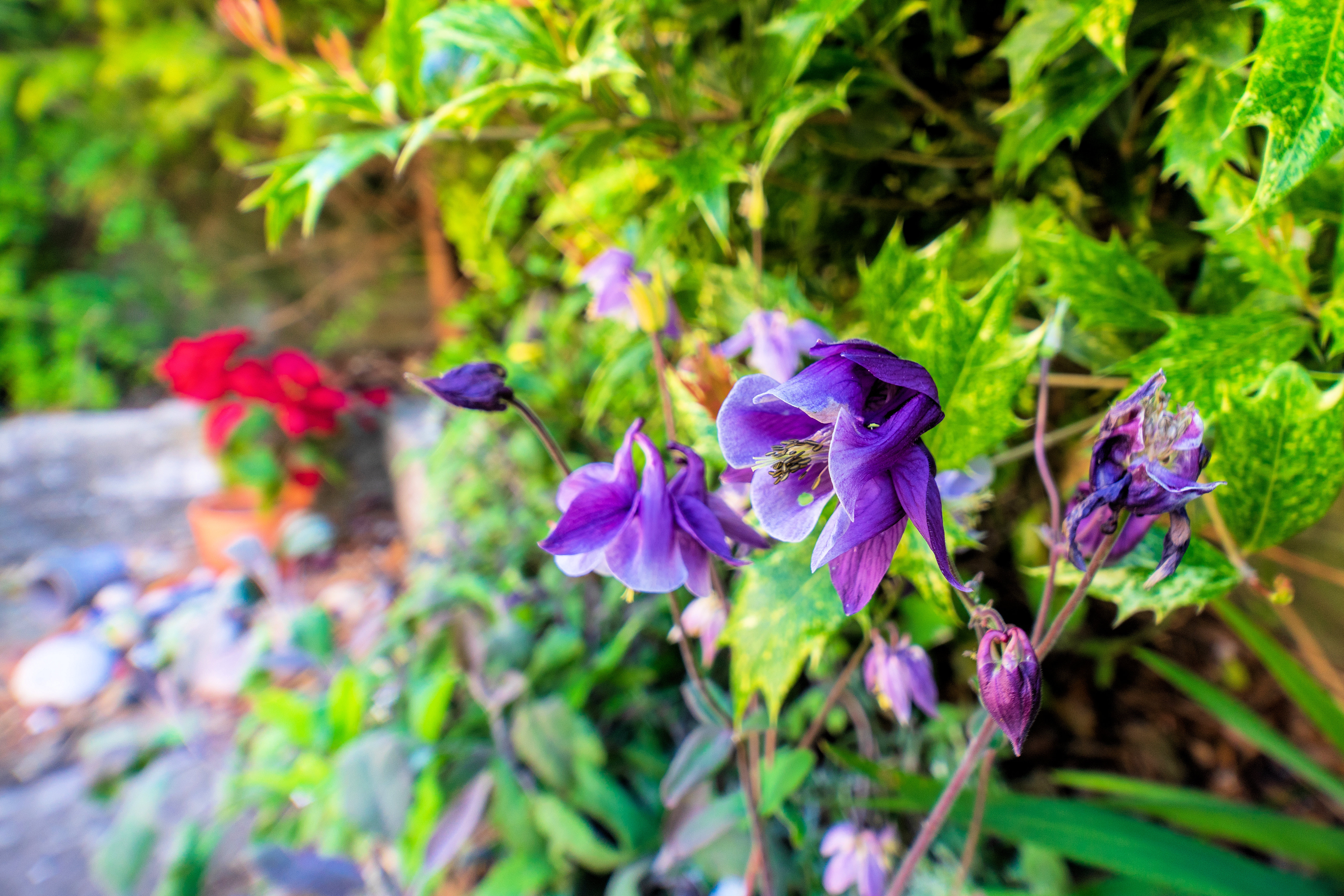 Laowa 15mm f/4.5 0.5x Macro example shot