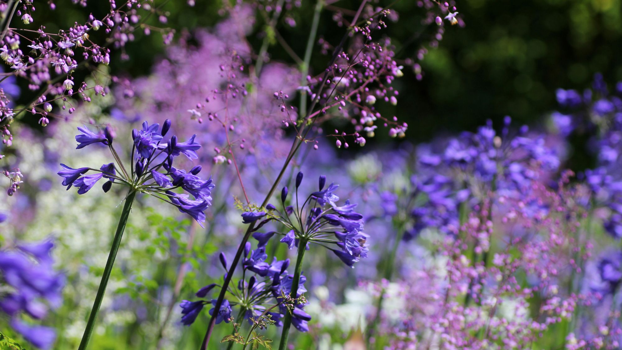 Agapanthus Orientalis and Thalictrum Delavayi (Meadow Rue)