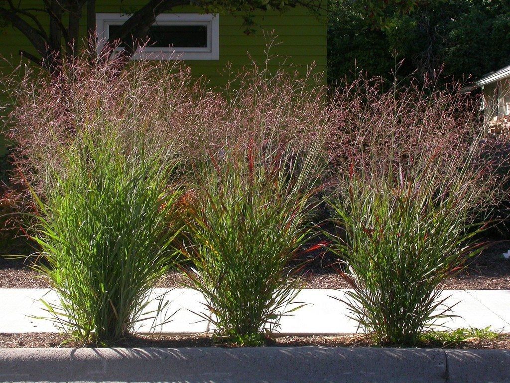 Switchgrass Lining Sidewalk