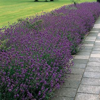 Lavender bushes grow next to stone walkway