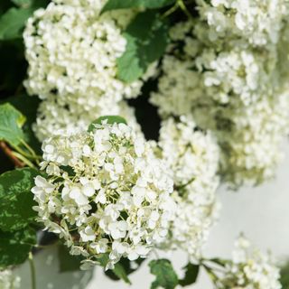 White flowering hydrangea plant