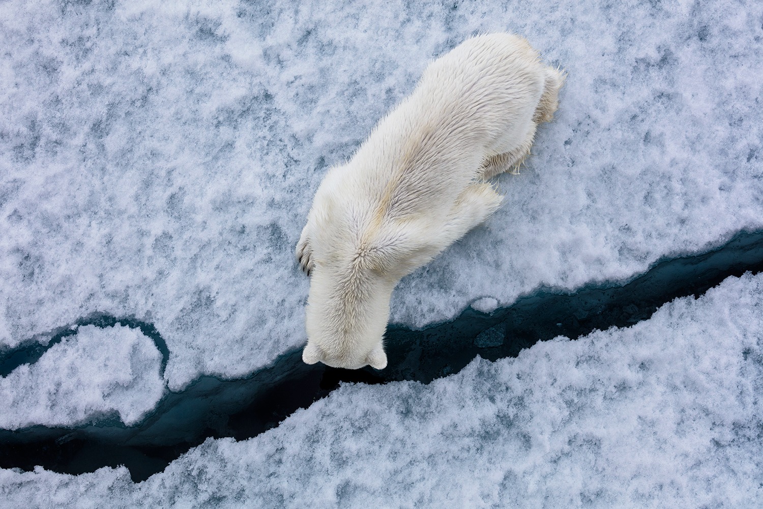 Overhead shot of a polar bear walking across snow-covered sea ice towards a dark crack of open water.