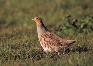 Grey-partridge-