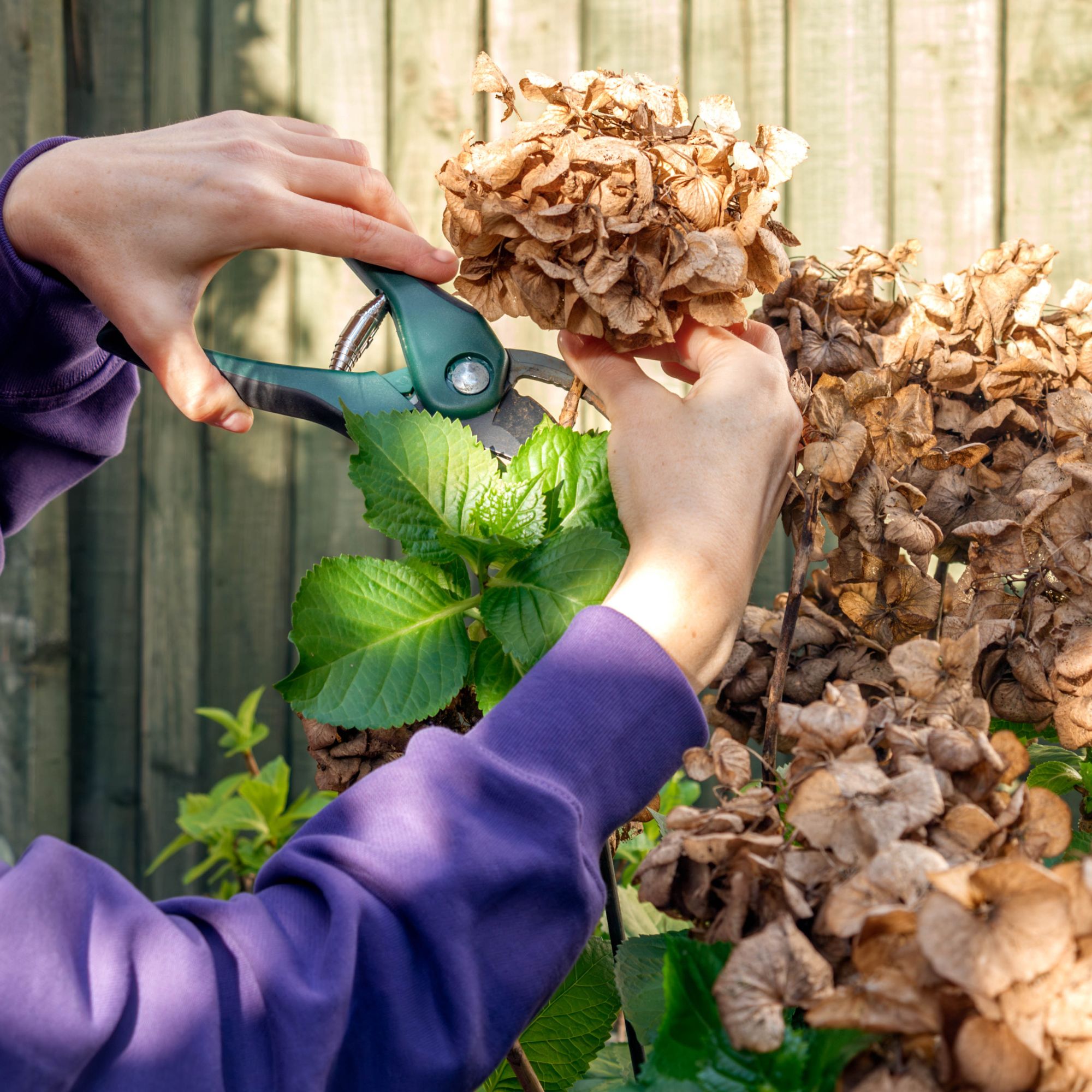 Close-up view of woman hands with secateurs pruning hydrangea bush against a wooden fence in a garden on a sunny March day