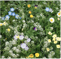 Alternative lawn wildflower seed mix, Amazon