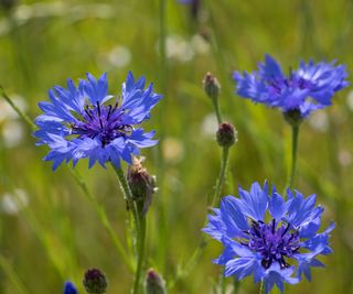 blue bachelor's button flowers