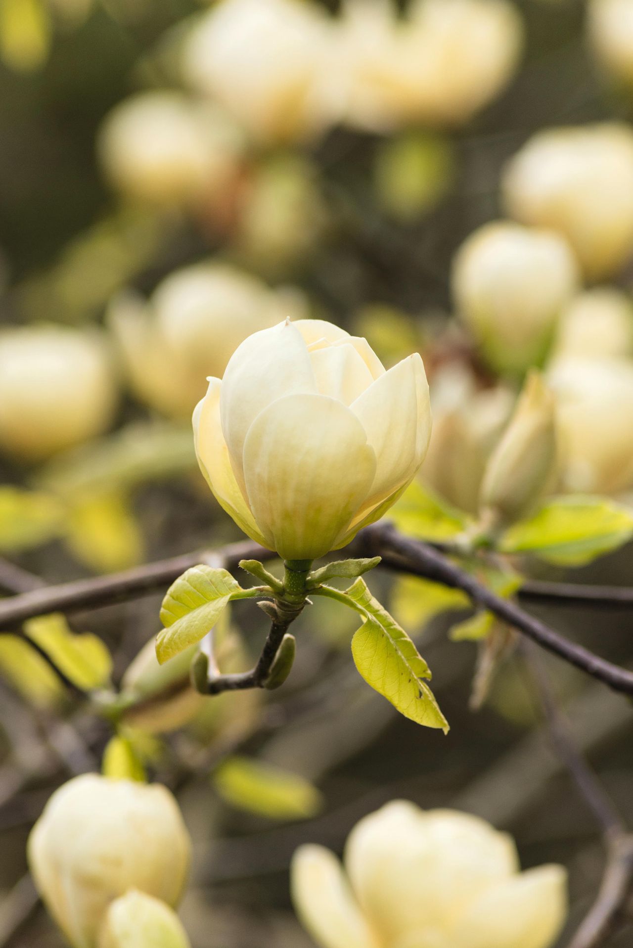 Magnolias