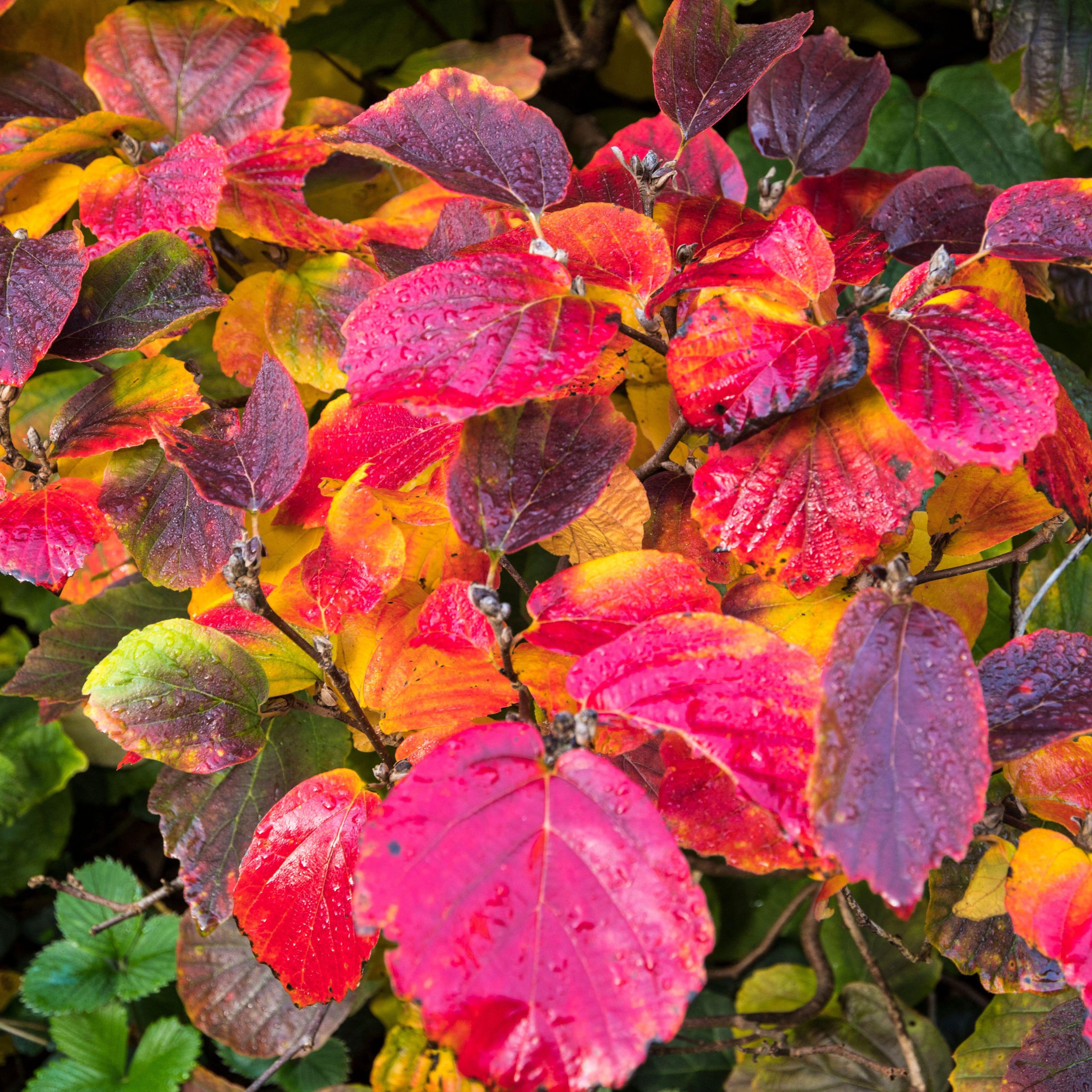 fothergilla shrub with red leaves