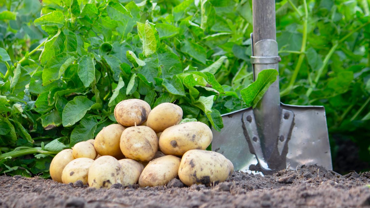 How To Grow Potatoes for a Huge Harvest of Tasty Taters – Complete Guide to Planting, Caring & Harvesting