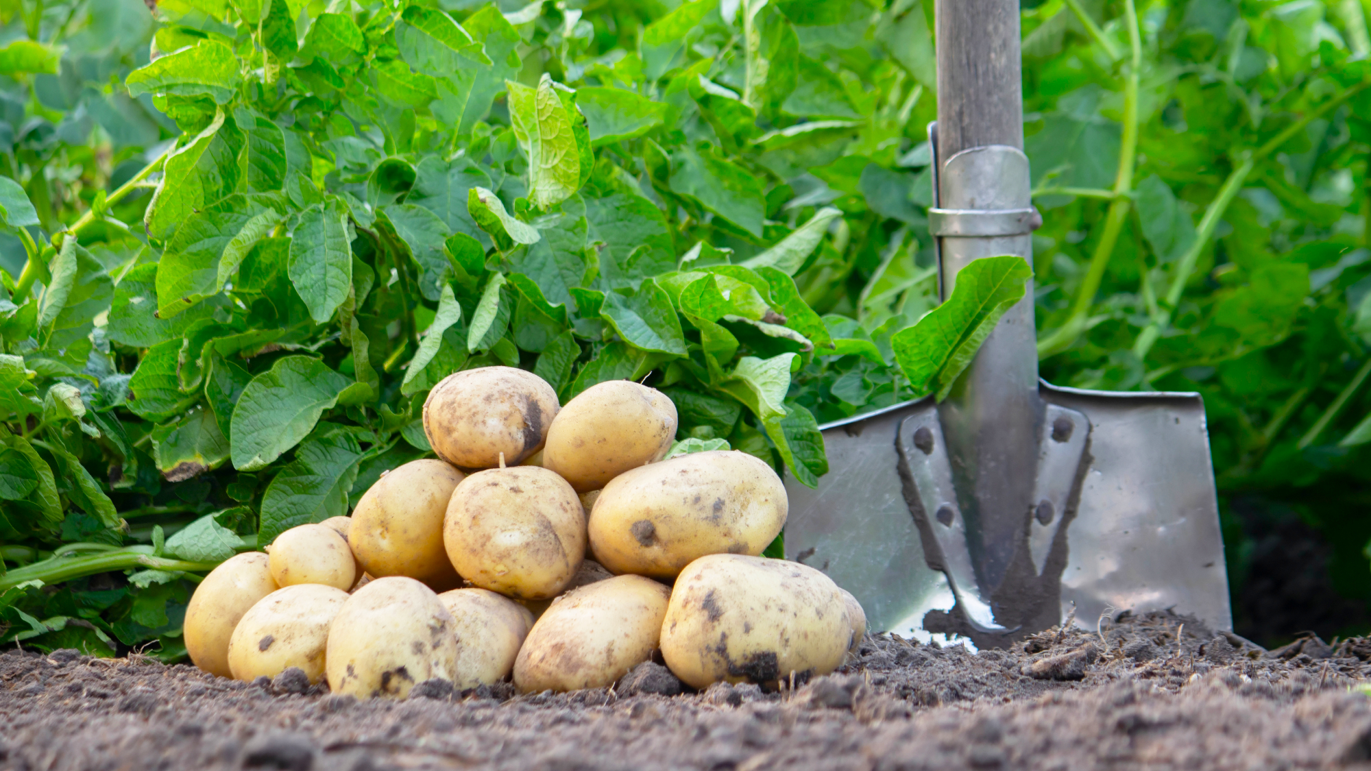 harvested potatoes and shovel in garden
