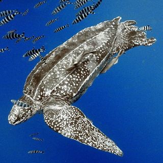 Listed as vulnerable, leatherback turtles are the largest of all living turtles.