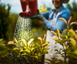 Watering a shrub with a red watering can