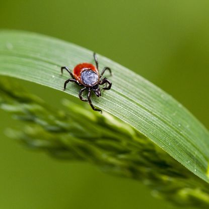 A black and red castor bean tick on a leaf