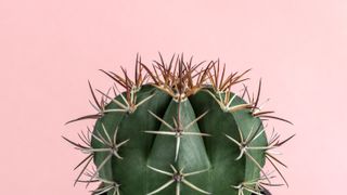 cactus on pink background
