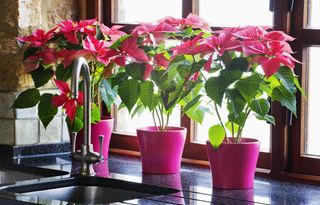 Christmas Poinsettia in pink pots on kitchen window sill by sink