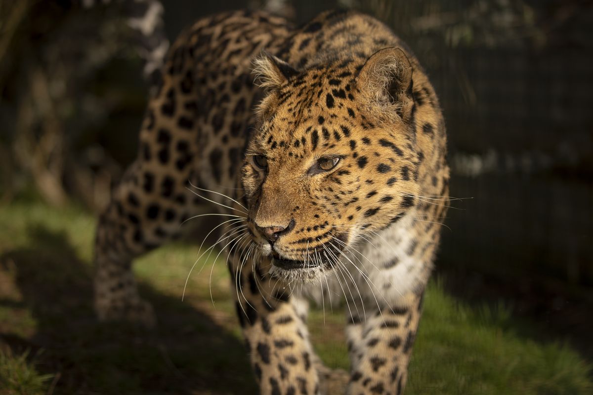 Big cat photo tips | Digital Camera World