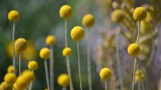 close up of craspedia 'Billy Buttons'