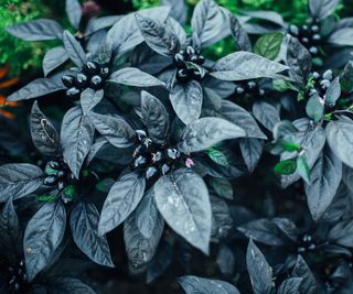 Ornamental pepper plant 'Black Pearl'