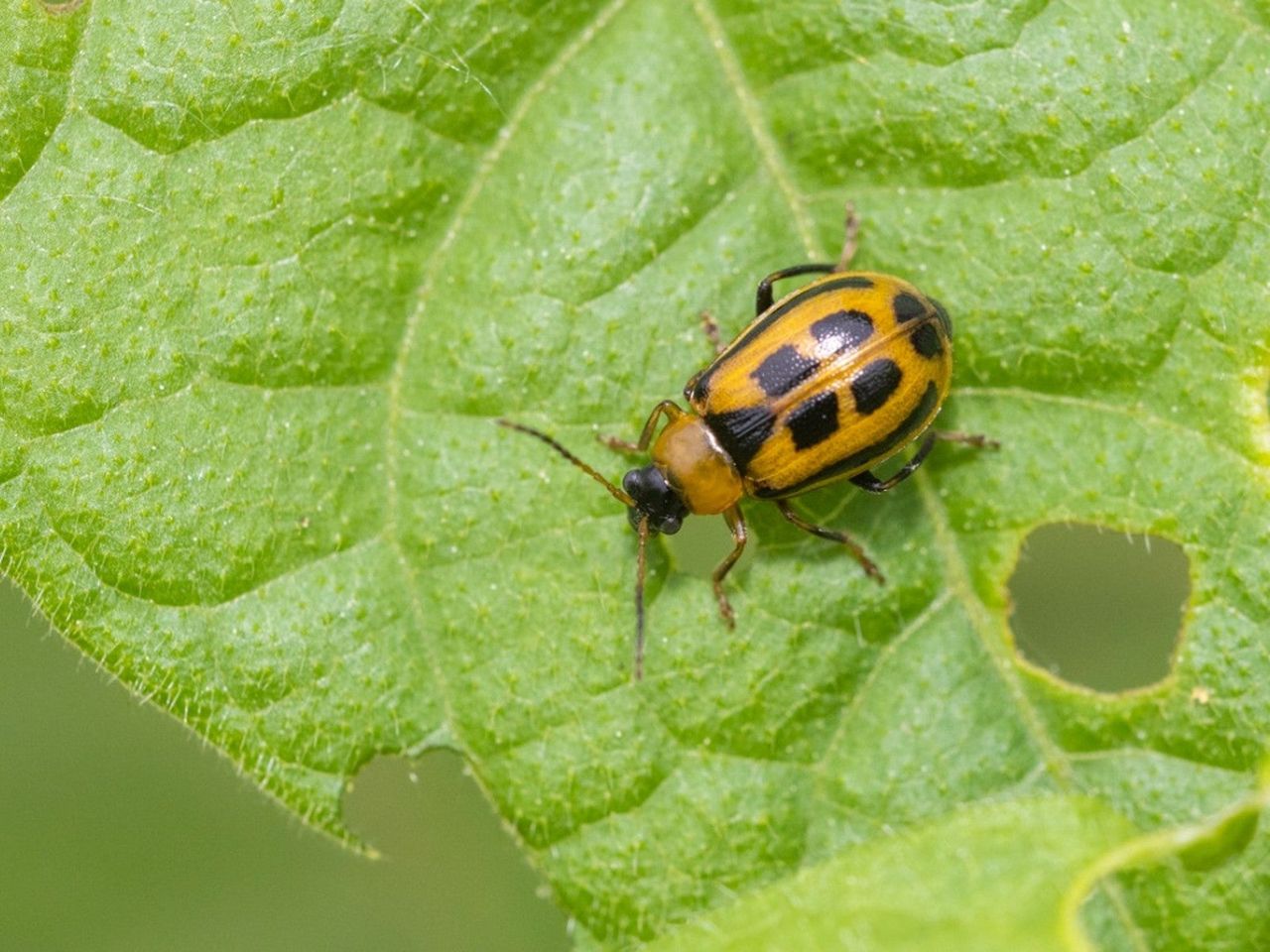 Close up of a yellow and black beetle on a leaf