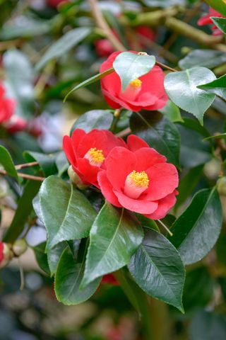 A camellia flower close up