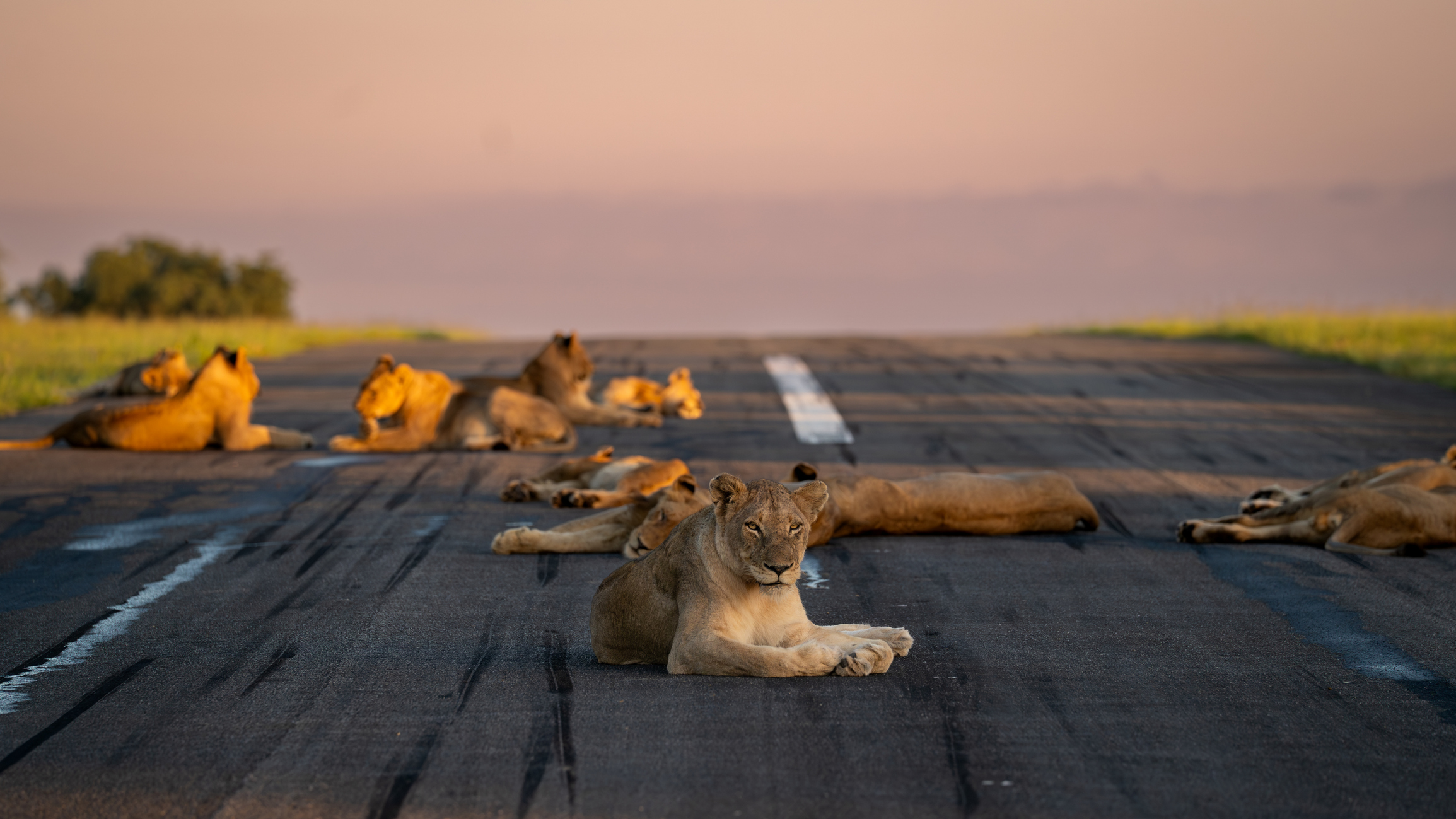 Lion, Panthera leo, Group (Pride). Multiple lions resting on a paved runway at sunset